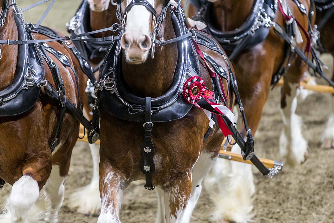 The Royal Agricultural Winter Fair（トロント農業フェア）